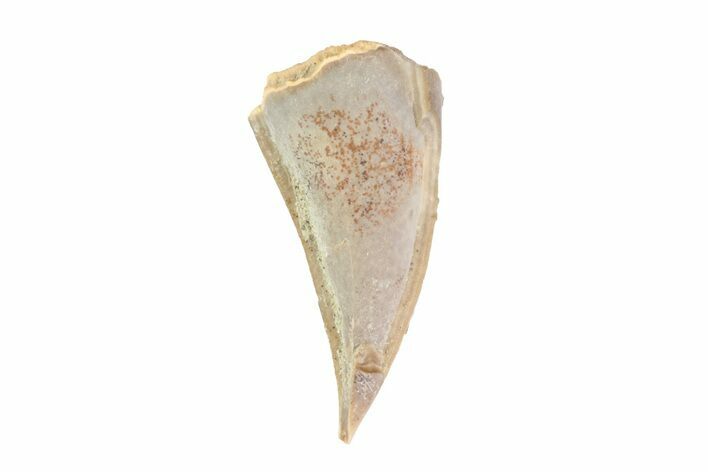 Cretaceous Crocodile Tooth - Hell Creek Formation #71207